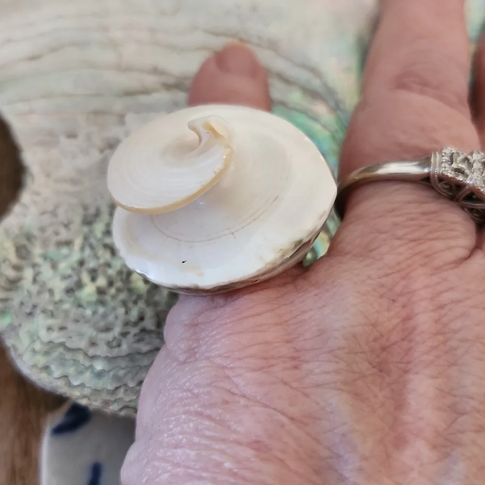 Sea Shell Ring - Picture 4 of 7